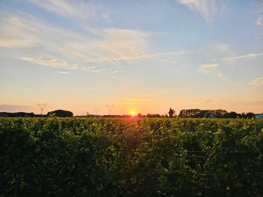 Wijndomein Oud Conynsbergh