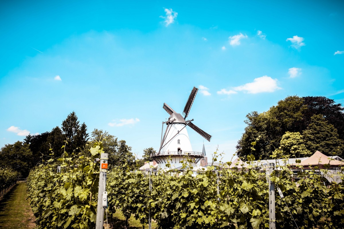 Wijndomein Oud Conynsbergh