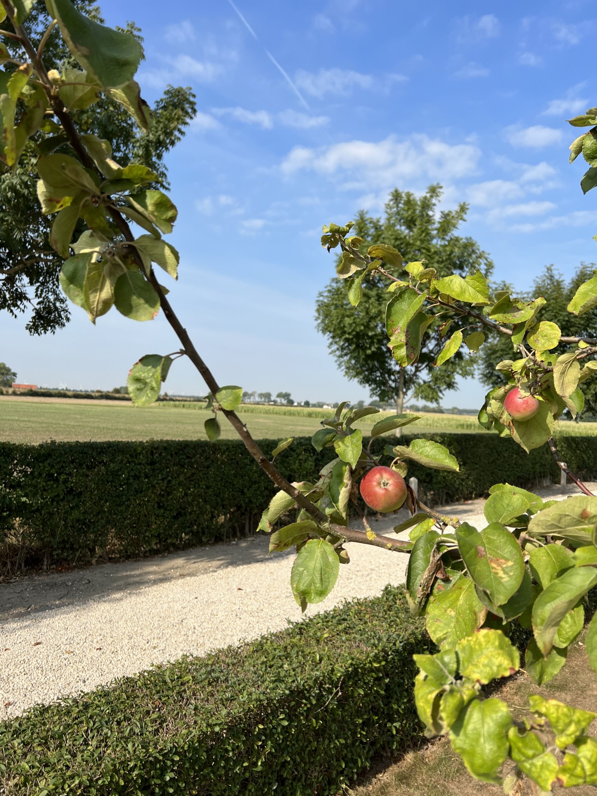 Hoeve Hazegras